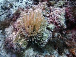 PB025332 null
