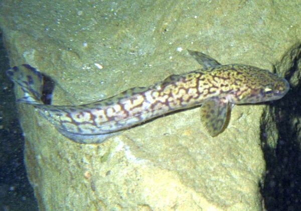 Süsswasserfotos Heimische Gewässer